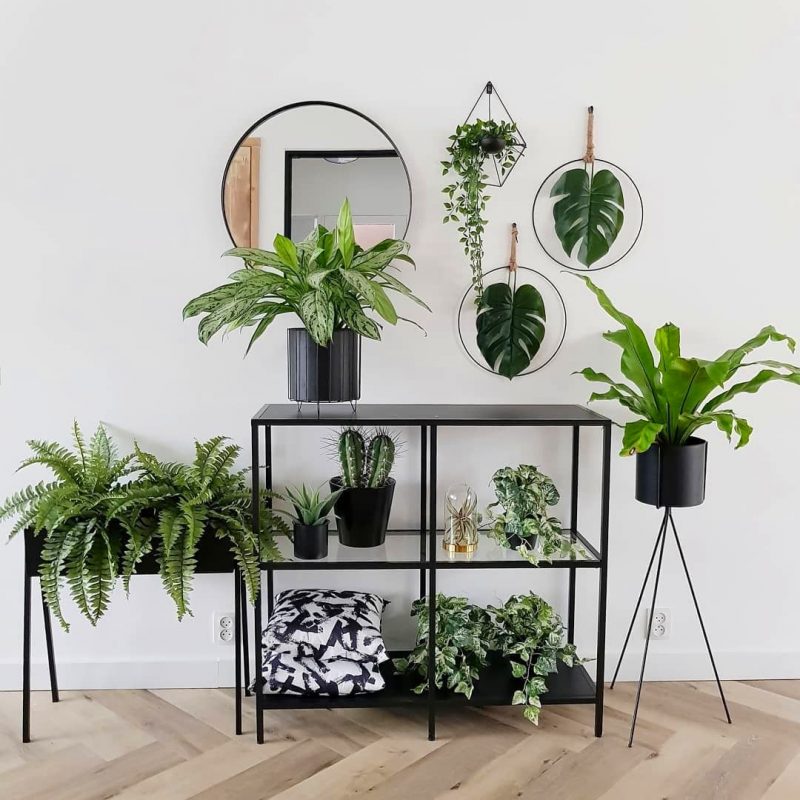 composition de plantes décoratives dans un hall d'entrée